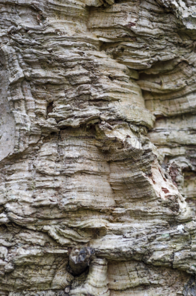 橡树,软木塞,特写,树皮,cork tree,自然,垂直画幅,褐色,式样,无人