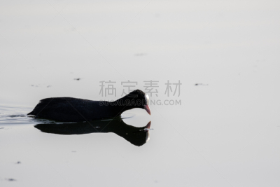 自然,野生动物,图像,镜子,翅膀,一只动物,野外动物,动物身体部位,动物,鸟类
