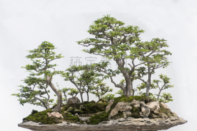 小的,盆景,白色,分离着色,仅日本人,池塘,湖,日本人,喷泉,植物