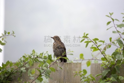 槲鸫,画眉,捷足先登,鸟鸣声,动物交配,地衣,天空,动物习性,带刺铁丝网,草