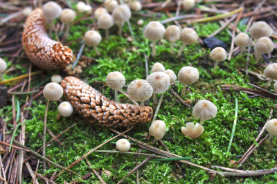 云杉,蘑菇,水果,自然,鬼伞科,秋天,图像,美,苔藓,组物体