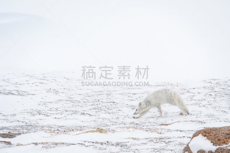 北,留白,水平画幅,马尼托巴湖,雪,无人,野外动物,户外,丘吉尔镇,白色