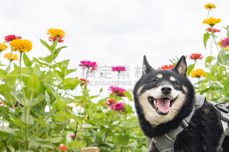 狗,柴犬,宠物,水平画幅,可爱的,无人,日本,动物,日立海滨公园,黑色