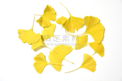 黄色,叶子,白色背景,银杏,分离着色,自然,顺势医学,秋天,食品,图像
