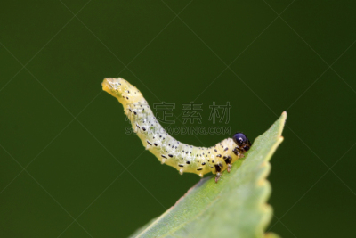 锯蝇,幼虫,野外动物,叶子,绿色,自然,复眼,肉,尾巴,环境