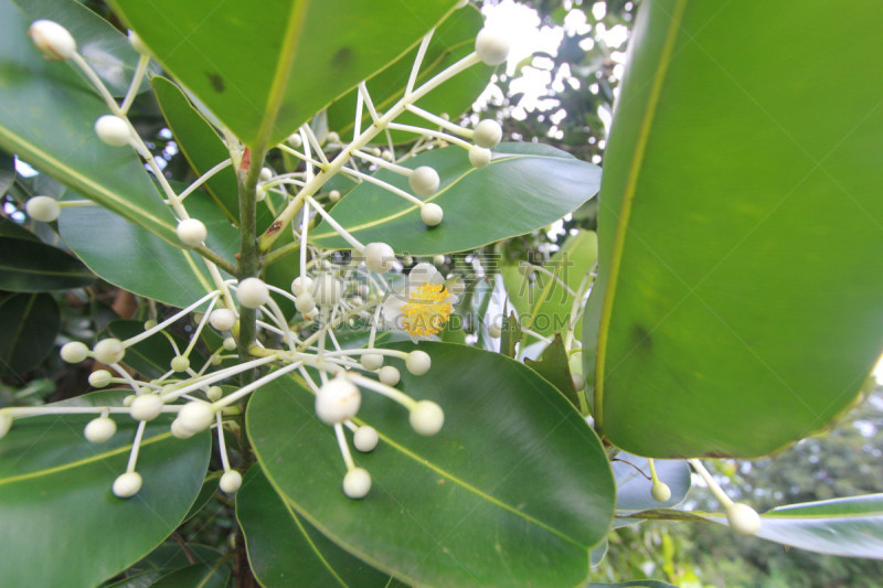 藤黄科,心皮,自然,美,水平画幅,无人,特写,红色,植物,黄色