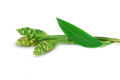 白色背景,姜花,绿色,青年人,分离着色,生姜,清新,菜园,背景分离,热带气候