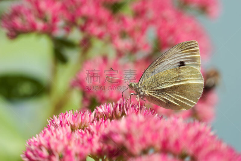 石南花,驴尾草,大白蝴蝶,生物课,景天属植物,水平画幅,蝴蝶,无人,夏天,乡村风格