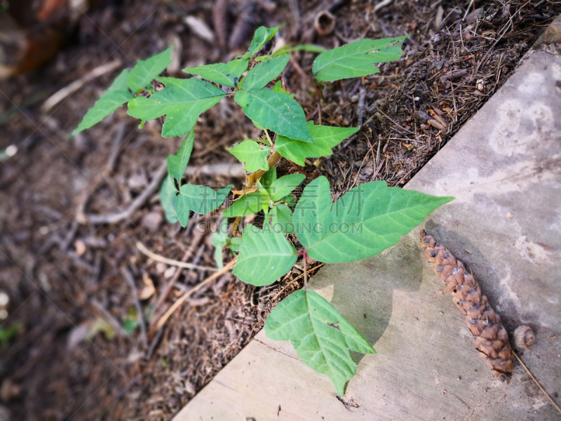 毒葛,植物,叶表皮,农业,自然,毒漆藤 ,不幸,图像,美国,无人