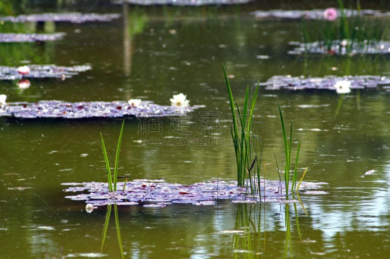 蜻蜓,池塘,芝加哥格兰特公园,杜赛尔多夫,正面视角,水,水平画幅,无人,湿,户外