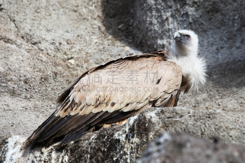 秃鹰,选择对焦,正面视角,白背秃鹰,食肉鸟,水平画幅,注视镜头,无人,侧面像,鸟类