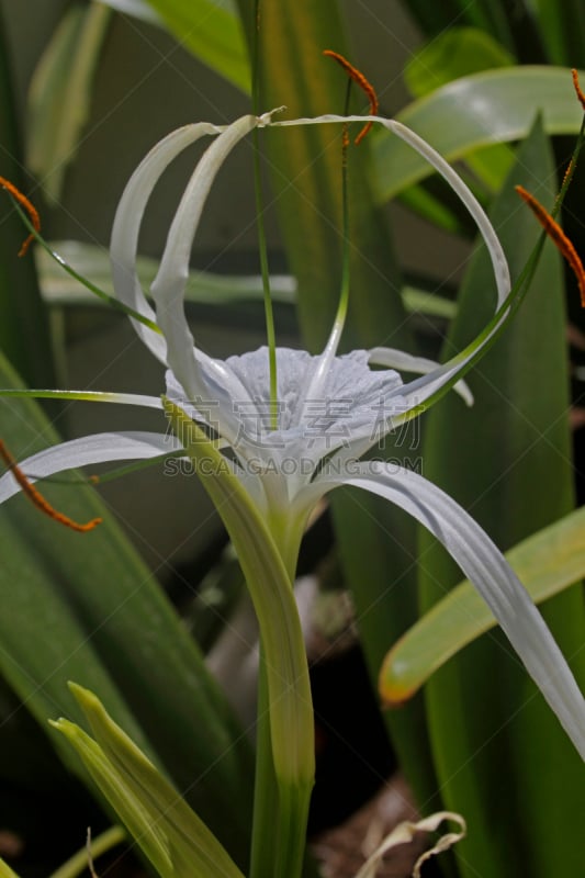 水鬼蕉,蜘蛛百合,膜,自然,垂直画幅,雄蕊,百合科,花瓣,杯,摄影