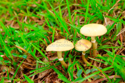 蘑菇,自然,毒蘑菇,真菌,伞形毒菌,水平画幅,无人,生物学,摄影,生长