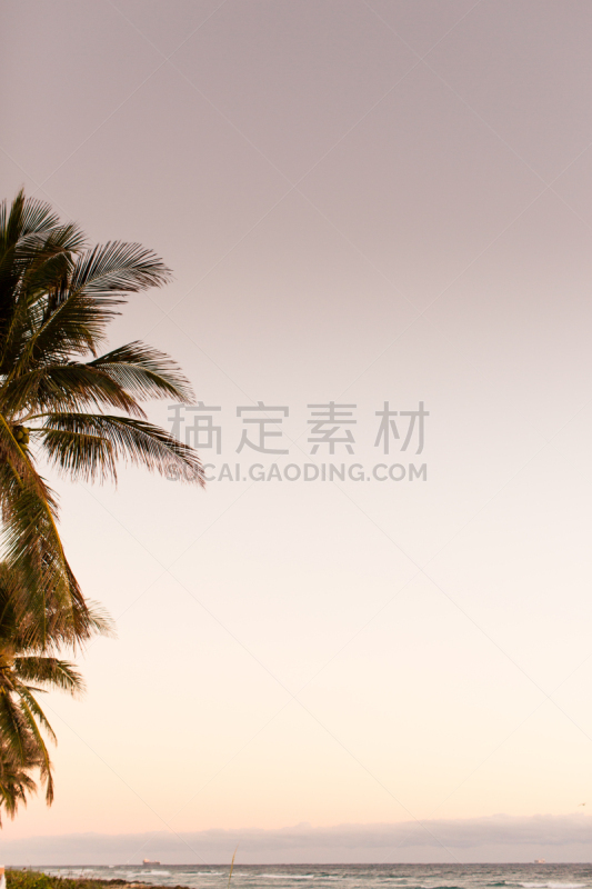 正面视角,棕榈沙滩镇,冷,垂直画幅,天空,风,沙子,光,棕榈树,明亮