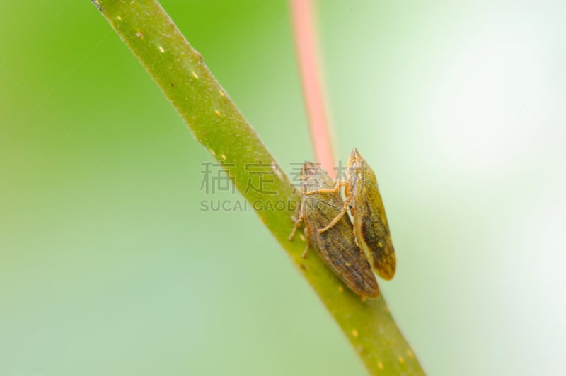 粉虱,角蝉,蚧壳虫,蚜虫,蝉,自然,野生动物,水平画幅,绿色,无人