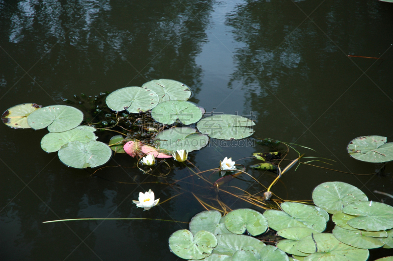 丹姆,布鲁日,水,水平画幅,无人,运河,户外,百合花,植物,彩色图片