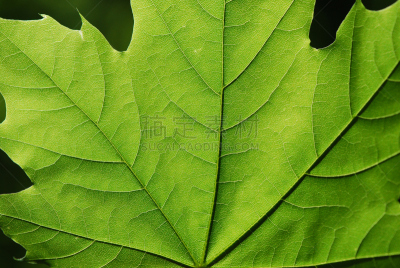 叶子,自然,背景,建筑结构,水平画幅,进行中,无人,夏天,户外,光
