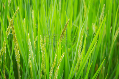 农业,自然,稻,绿色,亚洲,背景,美,新的,水平画幅,生食