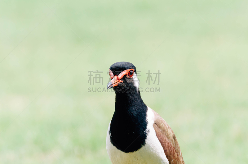 鸟类,麦鸡亚科,红色,金合欢树,水,美,褐色,水平画幅,脊柱,动物身体部位