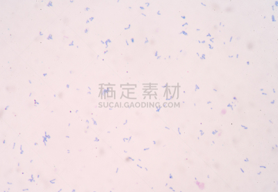 细菌,细胞,枯草芽孢杆菌,水平画幅,无人,生物学,摄影