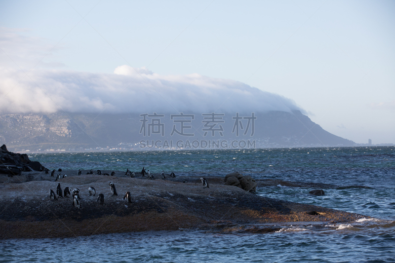 自然,野外动物,自由,濒危物种,快乐的大脚,野生动物,动物家庭,动物群,鸟类,巨石