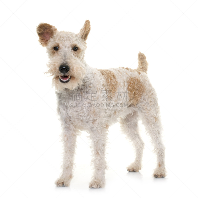 福克斯猎狐犬,雌性动物,猎犬,纯种犬,小的,无人,梗犬,白色背景,背景分离,方形画幅