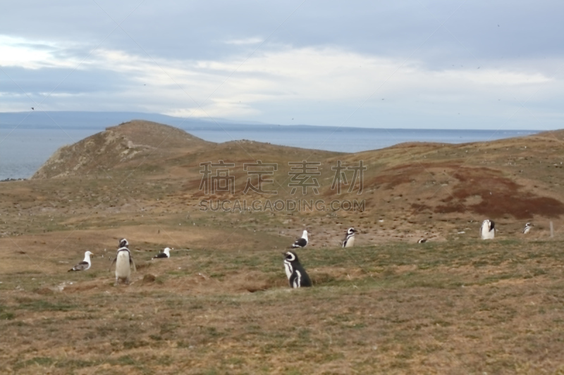 企鹅,马格达莱纳岛,智利,自然,南美,野生动物,麦哲伦海峡企鹅,蓬塔阿雷纳斯,水平画幅,地形