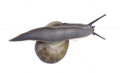 苹果螺,白色背景,玻璃,食用蜗牛,自然,野生动物,水平画幅,无人,软体动物,腹足动物