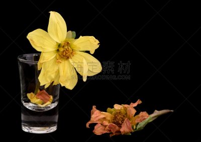 大丽花属,仅一朵花,黄色,美,枯萎的,水平画幅,仿旧磨损的效果,无人,浪漫,自然美