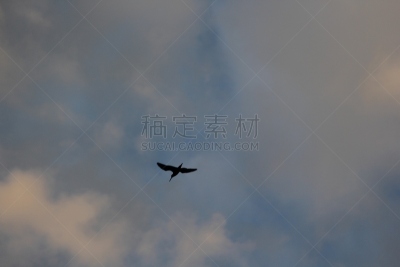 反嘴鹬,萨斯喀彻温省,劳伦斯,香蒲,野生动物,图像,天空,水平画幅,加拿大,艺术