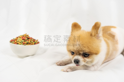 狗,博美犬,食品,不健康食物,寂寞,早晨,白色背景,白昼,生病,躺