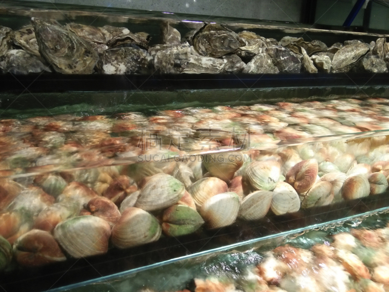甲壳动物,牡蛎,成一排,水平画幅,水族馆,无人,蛤,生食,海产,人工饲养动物