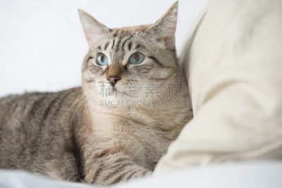 家庭生活,可爱的,斑纹猫,留白,水平画幅,智慧,沙发,猫,短毛猫,条纹