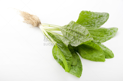 芭蕉,车前草树,留白,植物,水平画幅,无人,户外,叶子,草药,草本