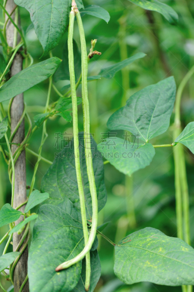 豆,植物群,菜园,长的,豇豆,自然,垂直画幅,绿色,无人,有机食品