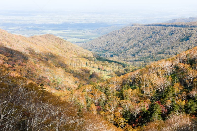 山口,秋天,日本,北海道,黑云杉,水平画幅,绿色,橙色,地形,无人