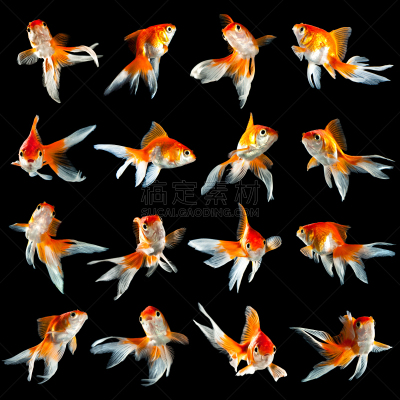 数字16,自然,橙色,背景分离,方形画幅,黑色,动物鳍,红色,宠物,摄影