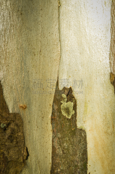 纹理,背景,树皮,伯阿迪西亚像,垂直画幅,褐色,墙,平视角,木材,古老的