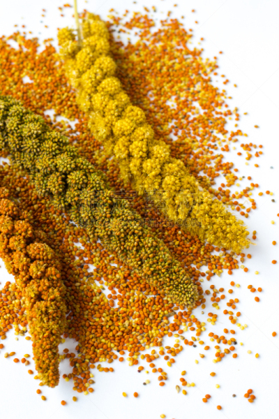 Sprigs of different varieties of millet on a white background