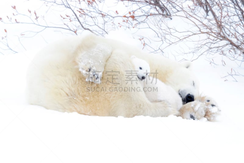 北极熊,选择对焦,天空,水平画幅,注视镜头,马尼托巴湖,雪,无人,两只动物,野外动物