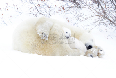 北极熊,选择对焦,天空,水平画幅,注视镜头,马尼托巴湖,雪,无人,两只动物,野外动物