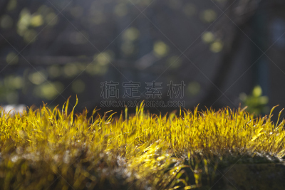 苔藓,大特写,地衣,清新,环境,草,自然美,春天,植物,背景
