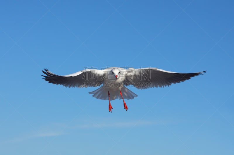 天空,鸟类,海洋,黑头海鸥,海欧湖,亚得里亚海,风,水平画幅,动物学,动物身体部位