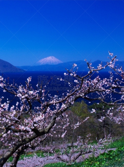 洞爷湖,北海道,富士山,风景,欲望,非凡的,有珠山,羊蹄山,梅子,梅花