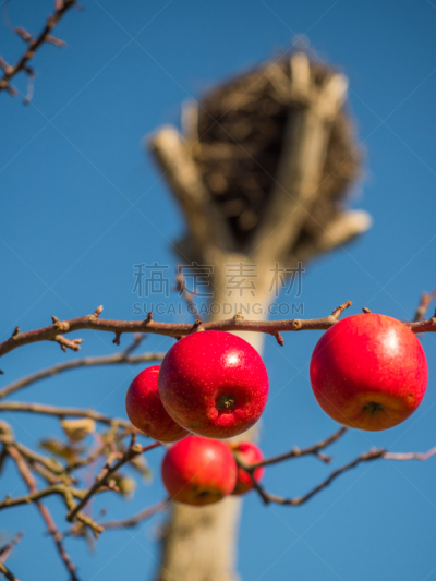 空的,鹳,动物的巢,红色,苹果,桨叉架船,球体,眼窝,熟的,船首像