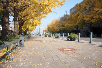 秋天,街道,汽车,林荫路,女人,行人,人行道,银杏树,户外,天空