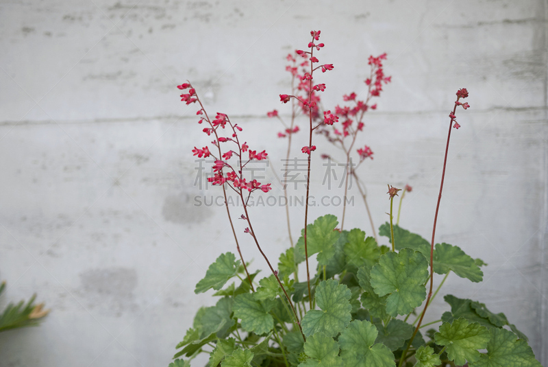 矾根属植物,花盆,环境,八仙花属,植物,背景,夏天,户外,纹理,园艺