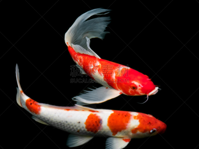 鲤鱼,高雅,多色的,自然美,锦鲤,背景分离,泰国,橙色,池塘,动物