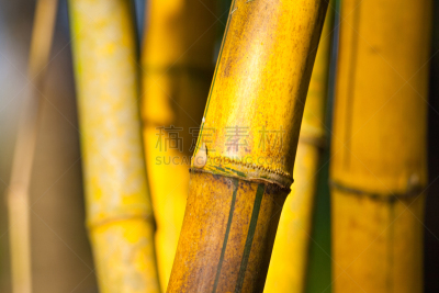 金竹,竹林,风水,选择对焦,禅宗,水平画幅,无人,热带雨林,夏天,户外