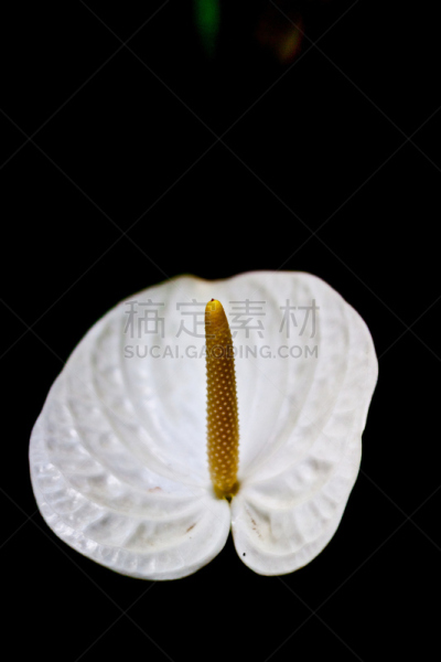 花烛属,肉穗花序,自然,垂直画幅,形状,无人,白色背景,红色,植物茎,植物